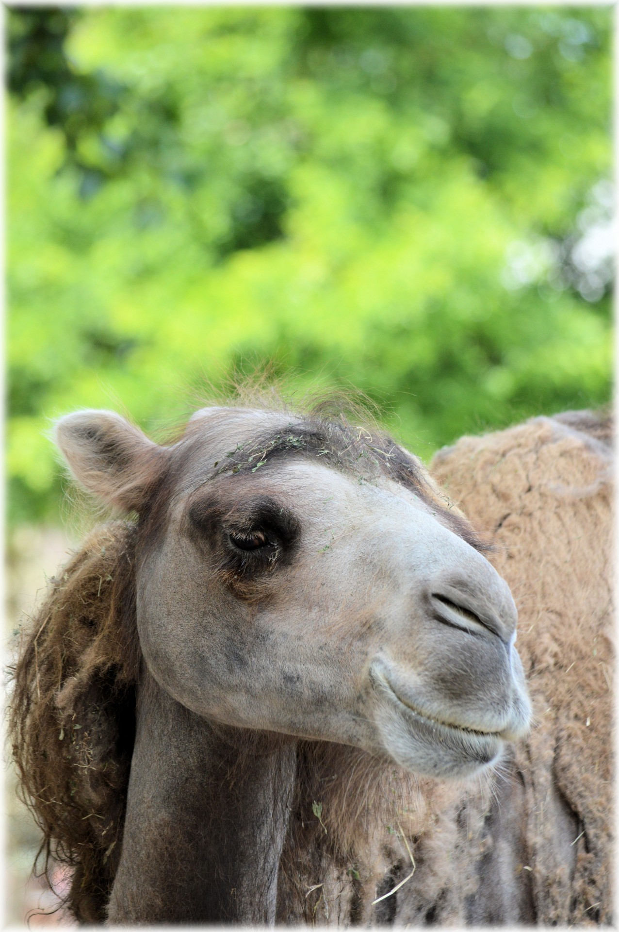 zoo camel animal free photo