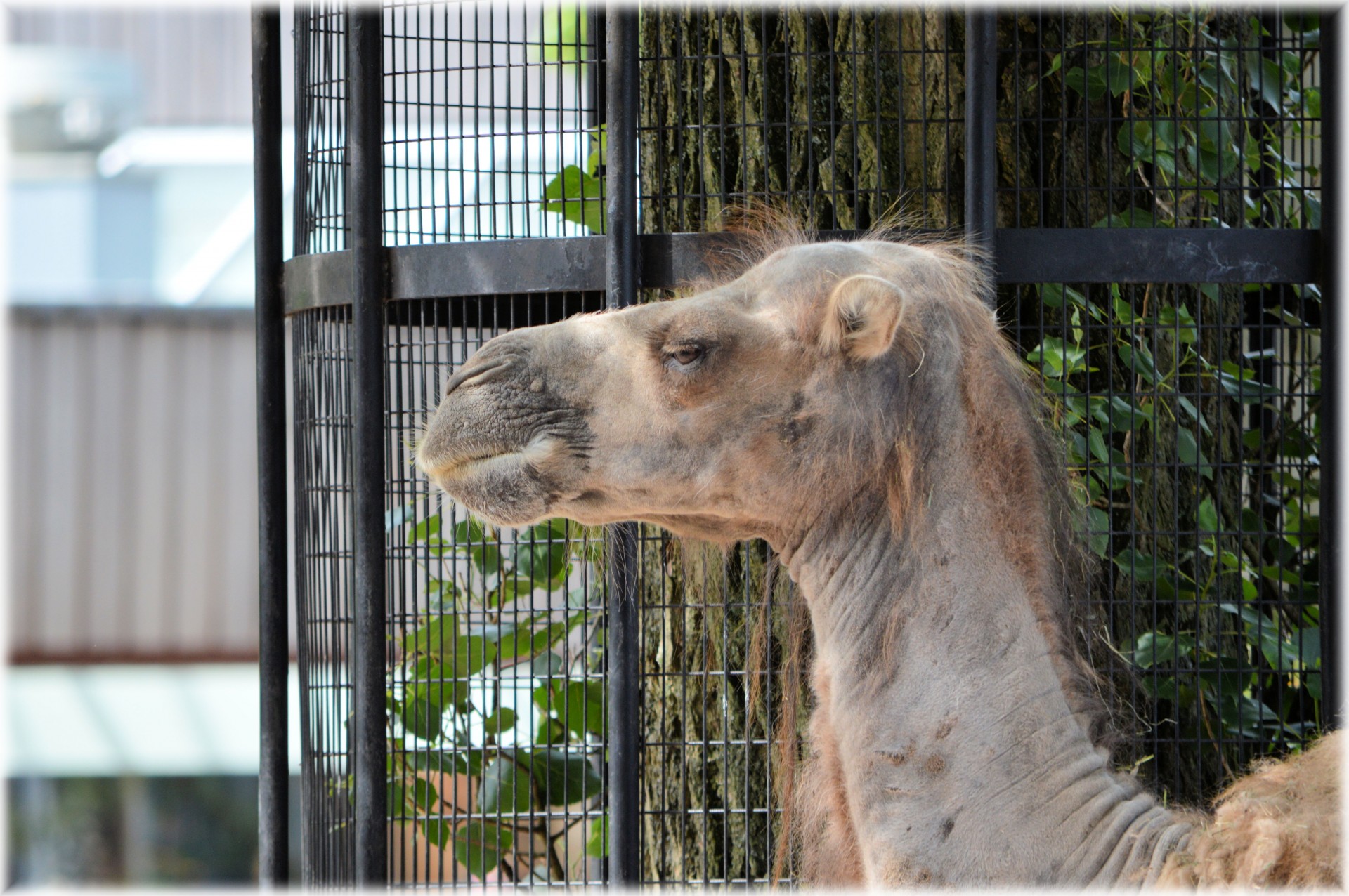 zoo camel animal free photo