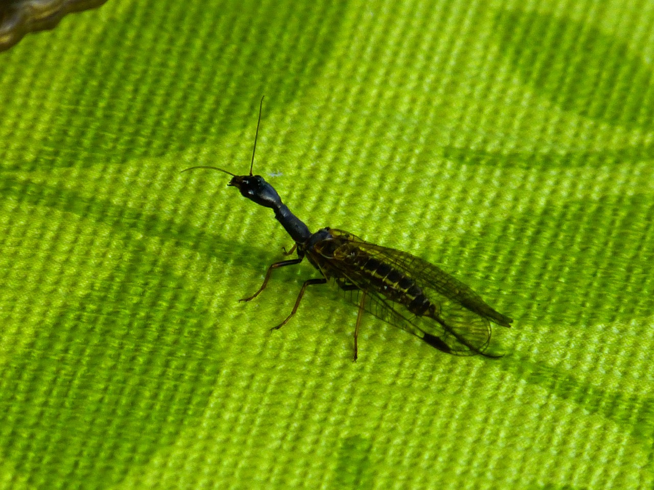 kamelhalsfliege insect animal free photo