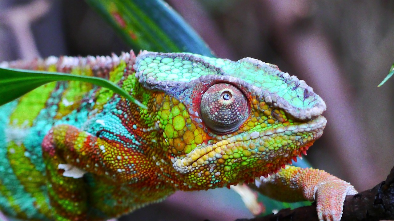 kamelion reptile colorful free photo