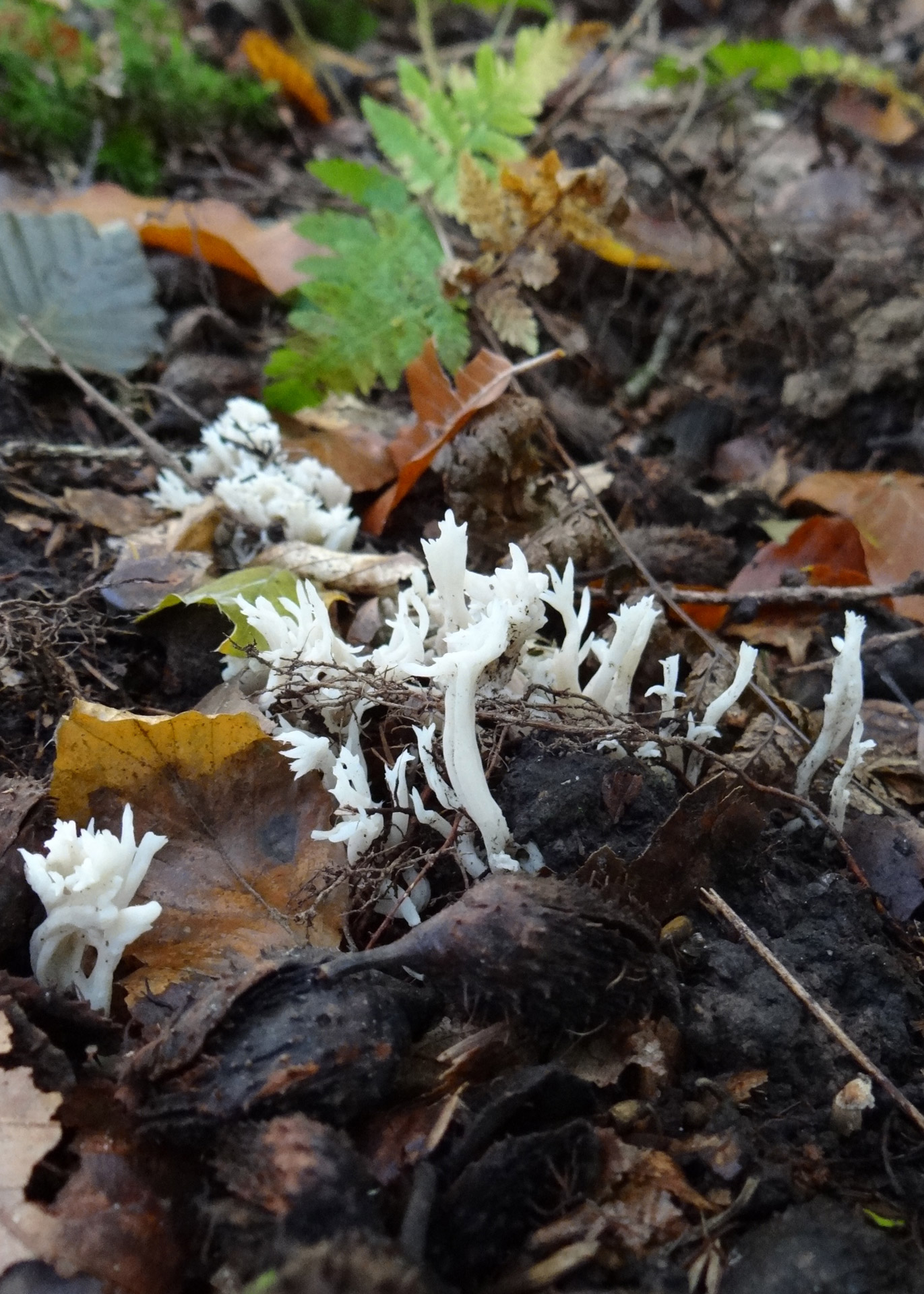 mushroom forest europe free photo