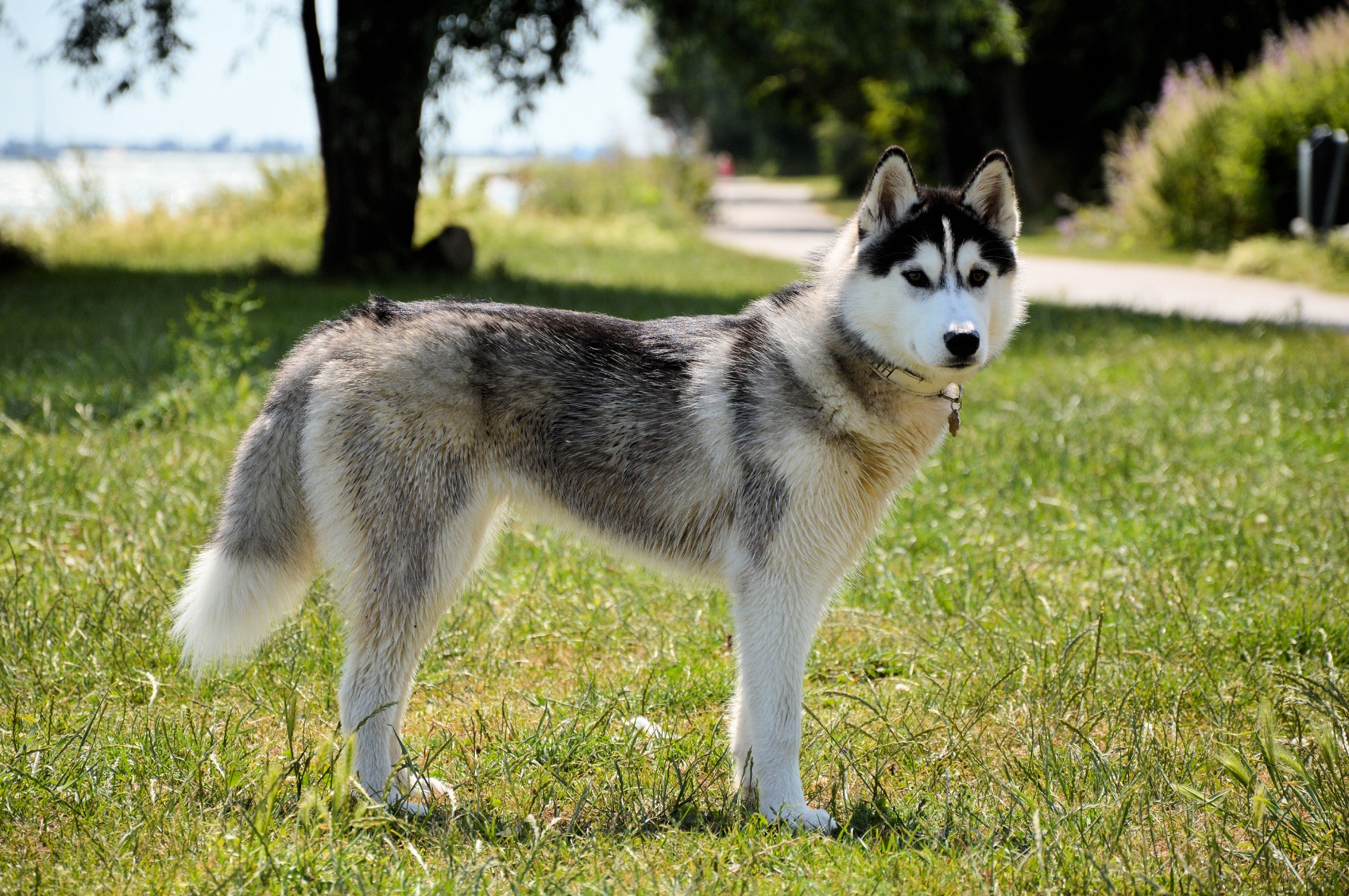 husky dog animal free photo