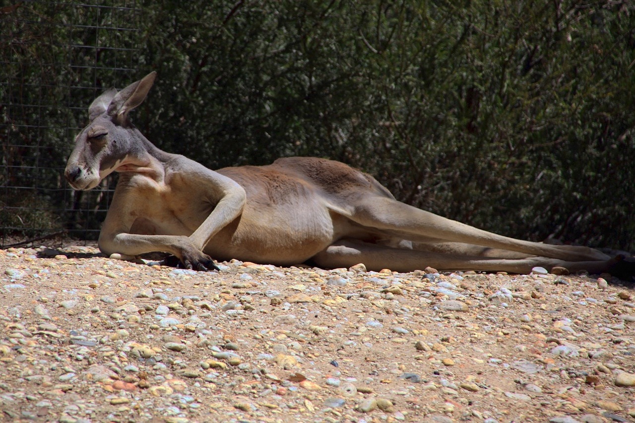 kangaroo resting looking free photo