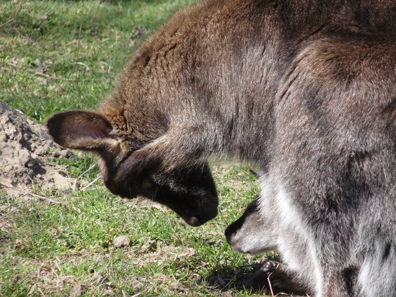 kangaroo zoo young free photo