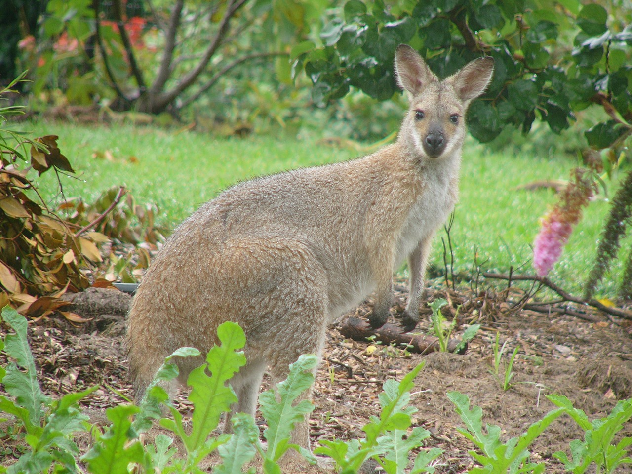 kangaroo kangaroo in garden wallaby free photo