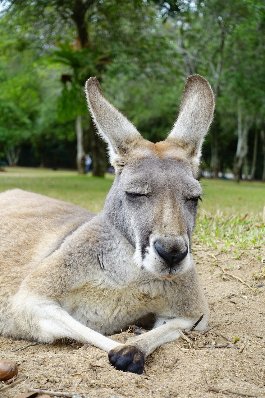 kangaroo animals australia free photo