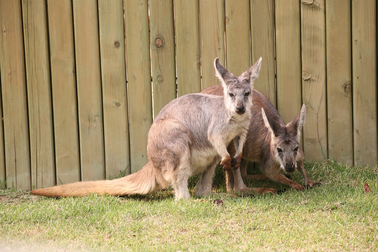 kangaroo zoo animal free photo