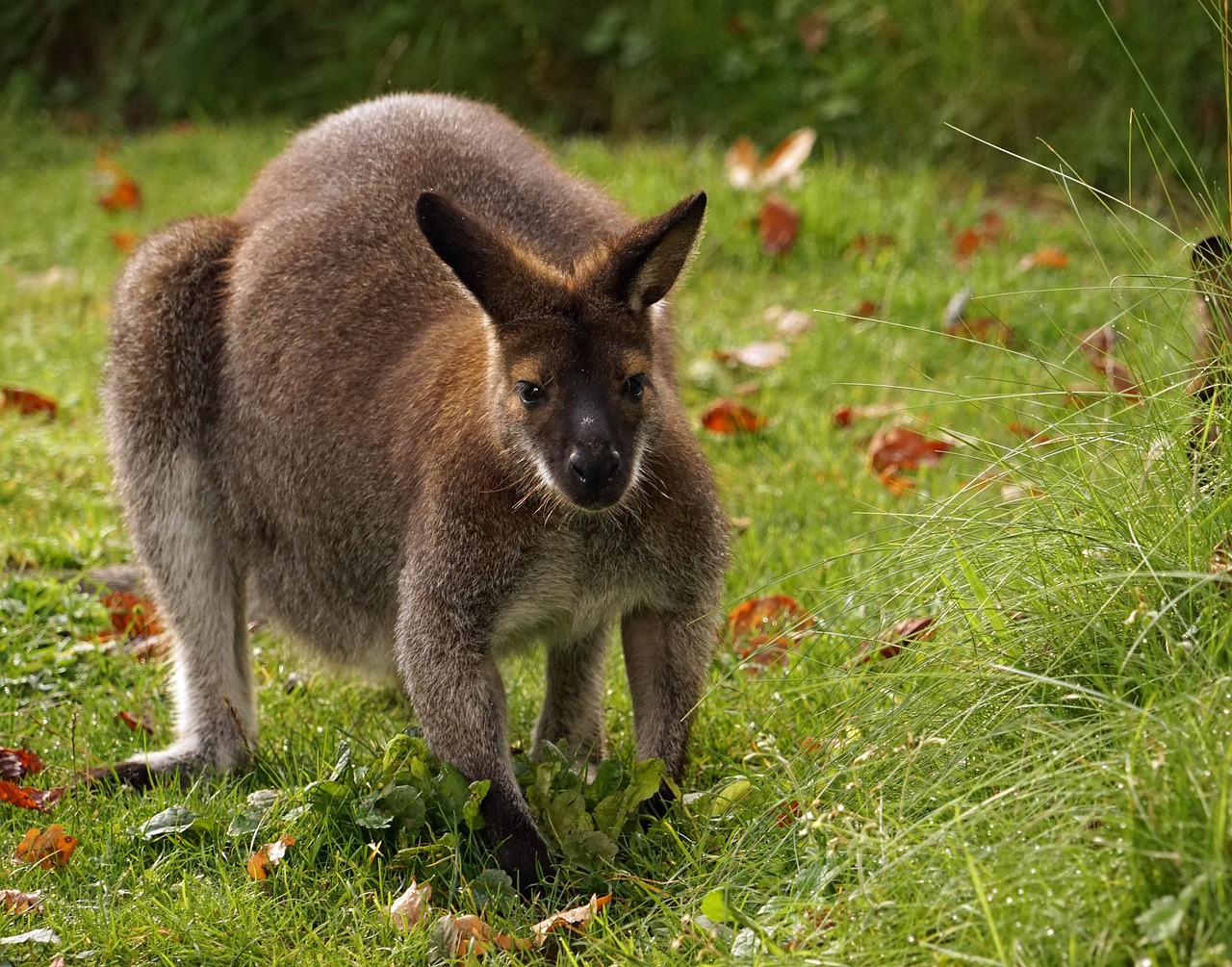 kangaroo graze zoo free photo