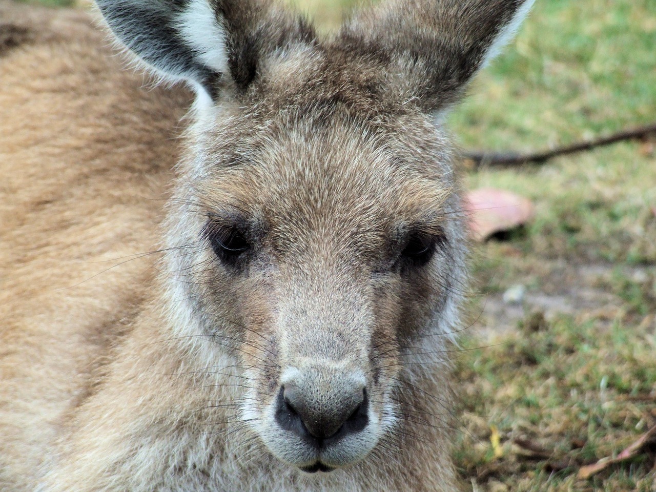 kangaroo eastern grey animal free photo
