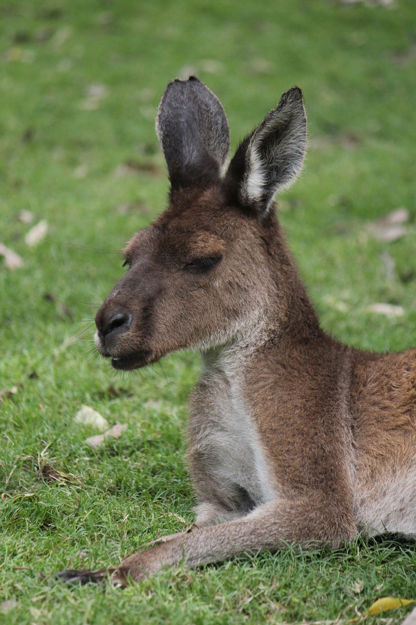 kangaroo australia western australia free photo