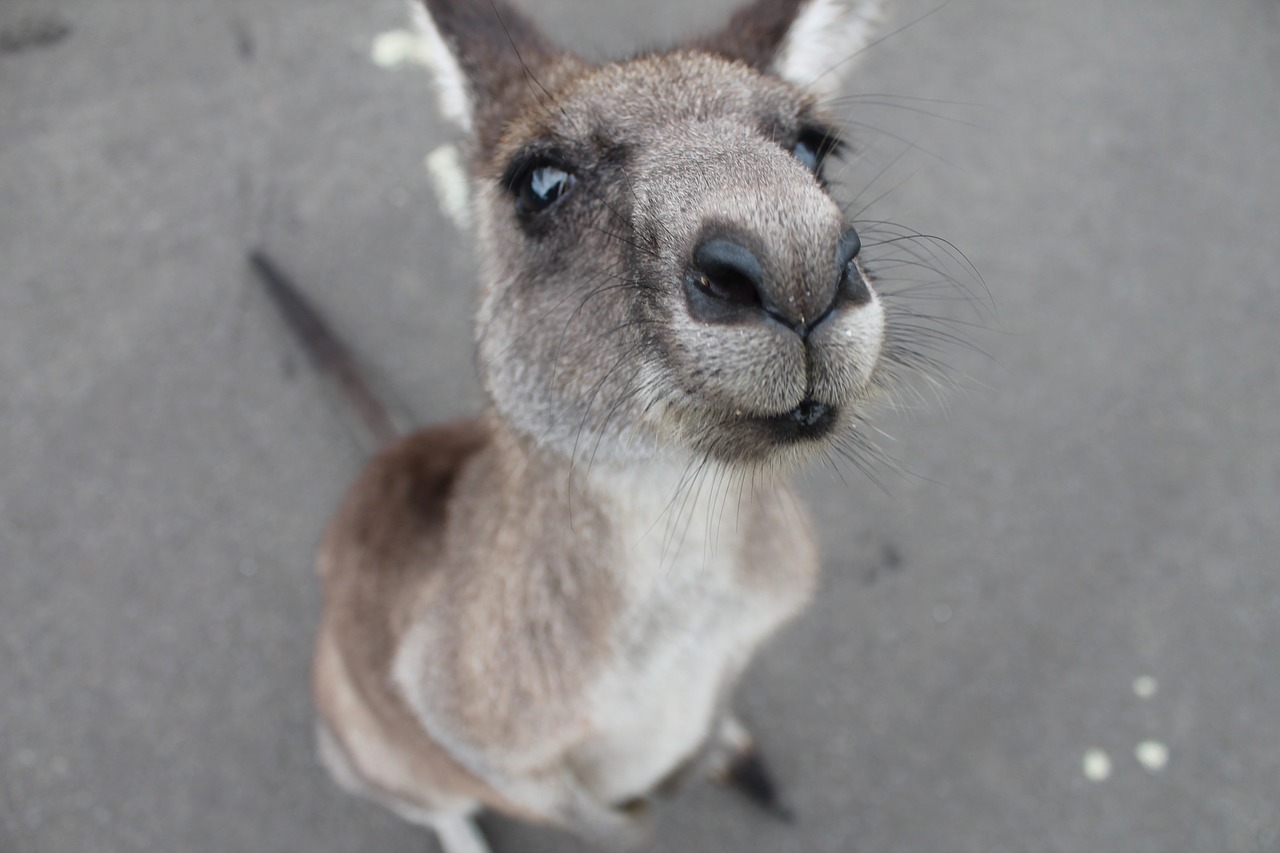 kangaroo cute animal animal free photo