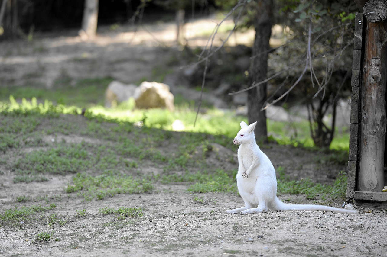 albino kangaroo animal free photo