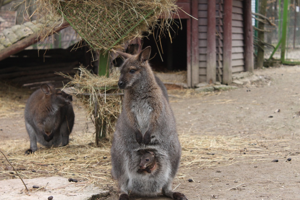 kangaroo little baby free photo