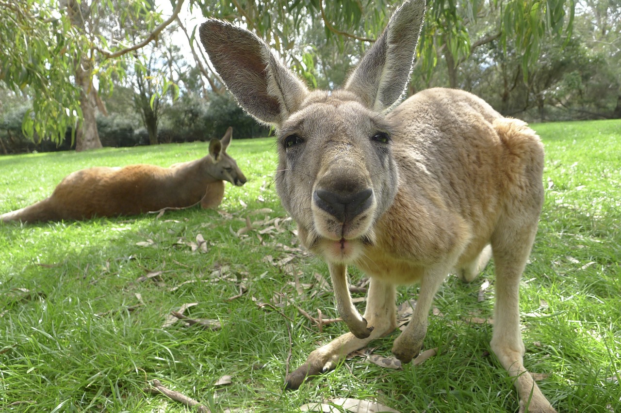 kangaroo australia mammal free photo