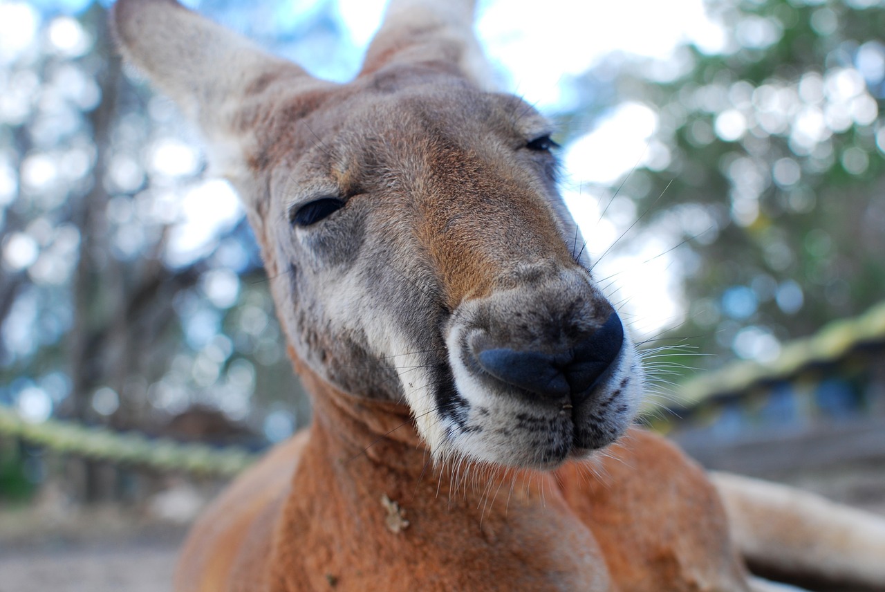 kangaroo marsupial close up free photo