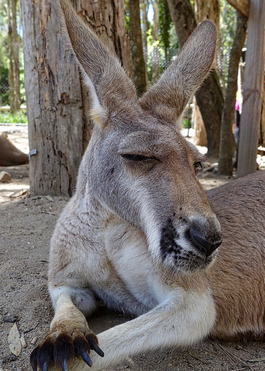 kangaroo face australia free photo