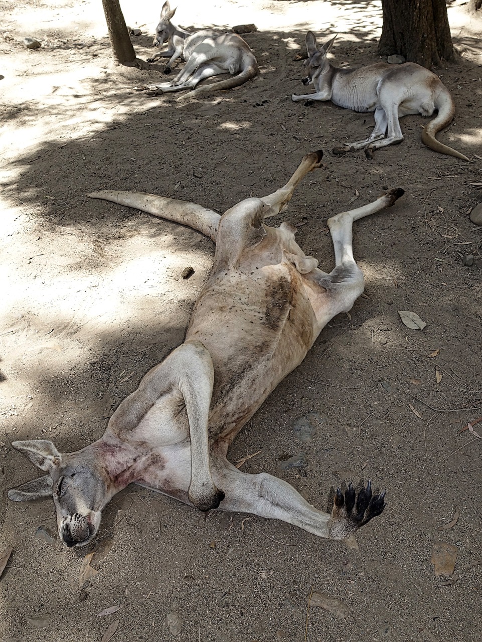 kangaroo male australia free photo