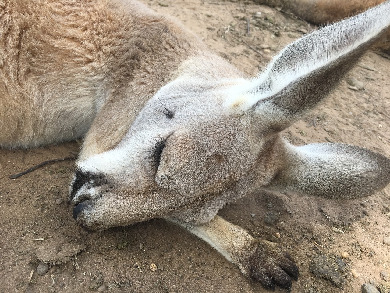 kangaroo her sleeping face sleep free photo