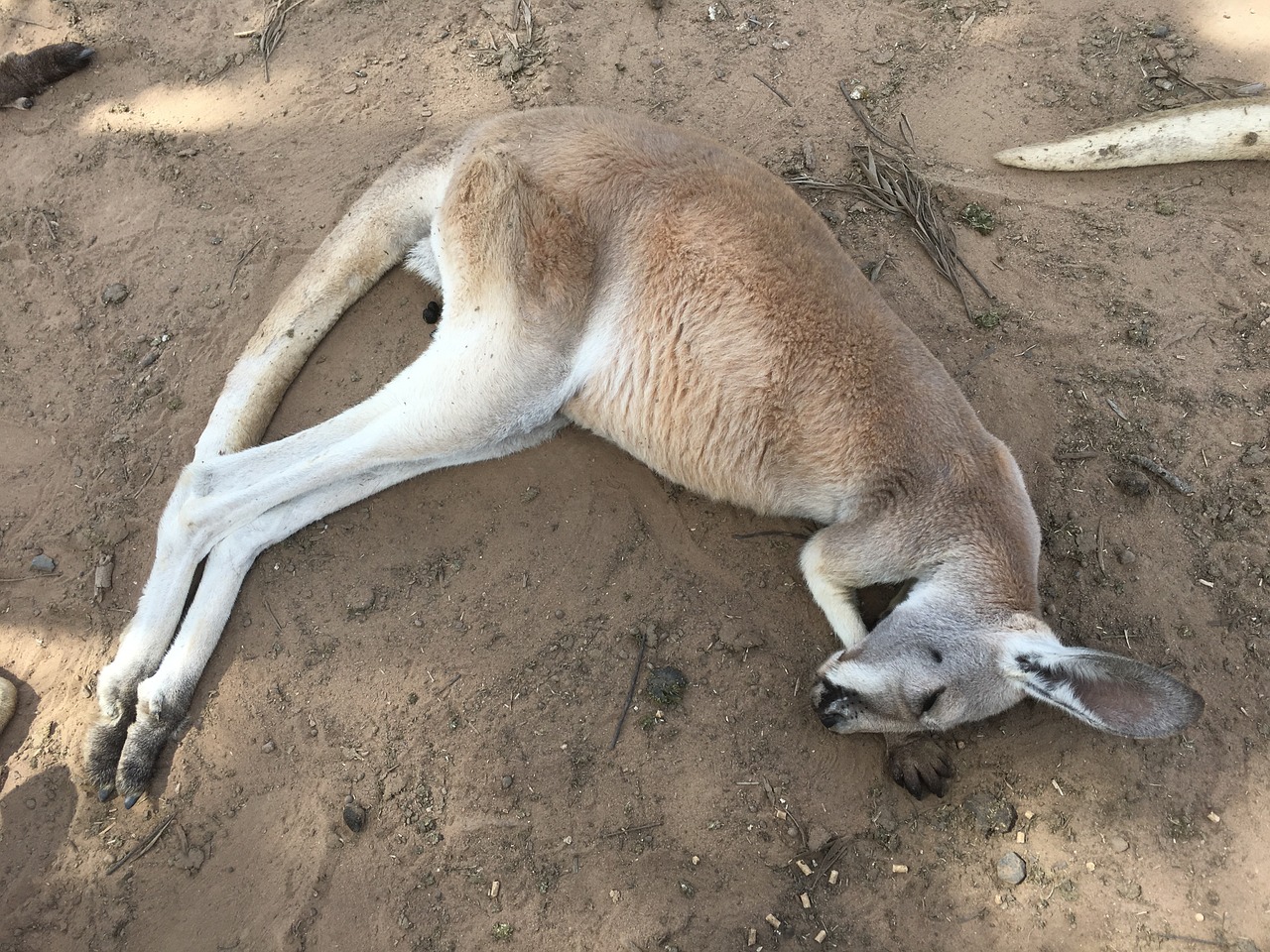 kangaroo nezo sleep free photo