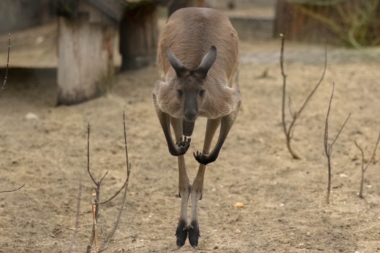 kangaroo exotic animal free photo