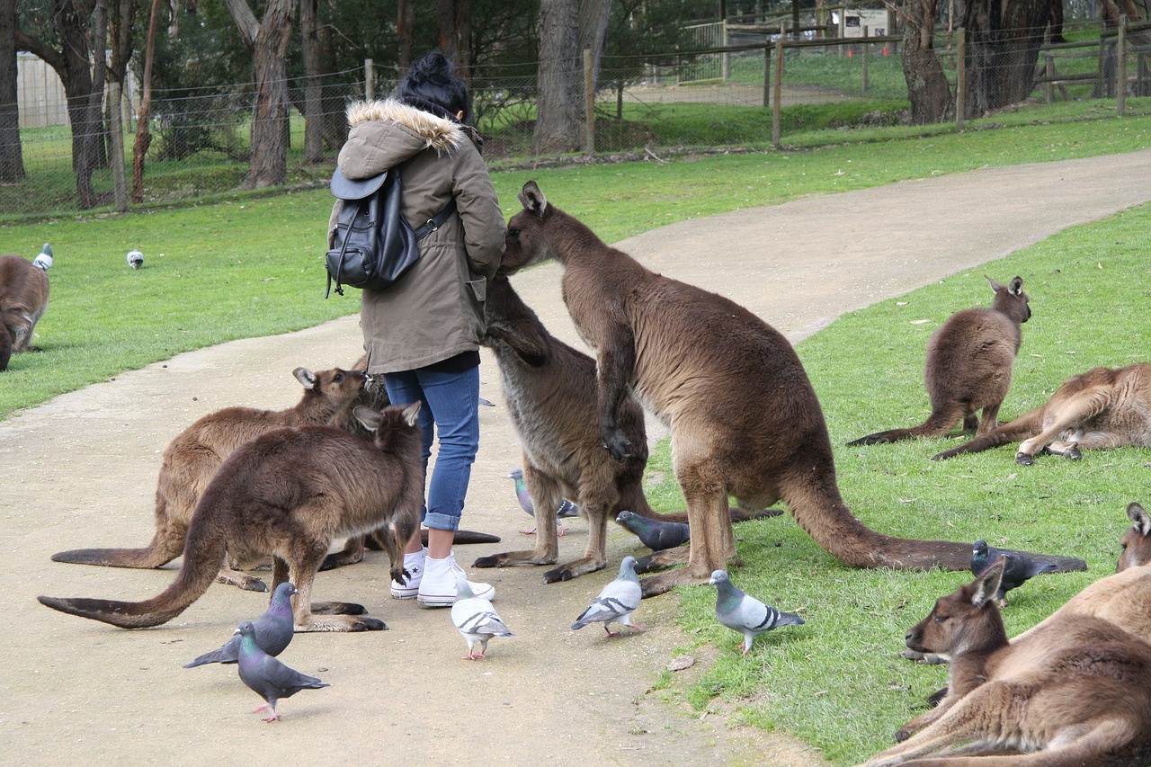 kangaroo australia ballarat free photo