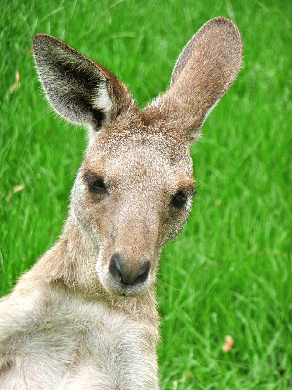 kangaroo expression cute free photo