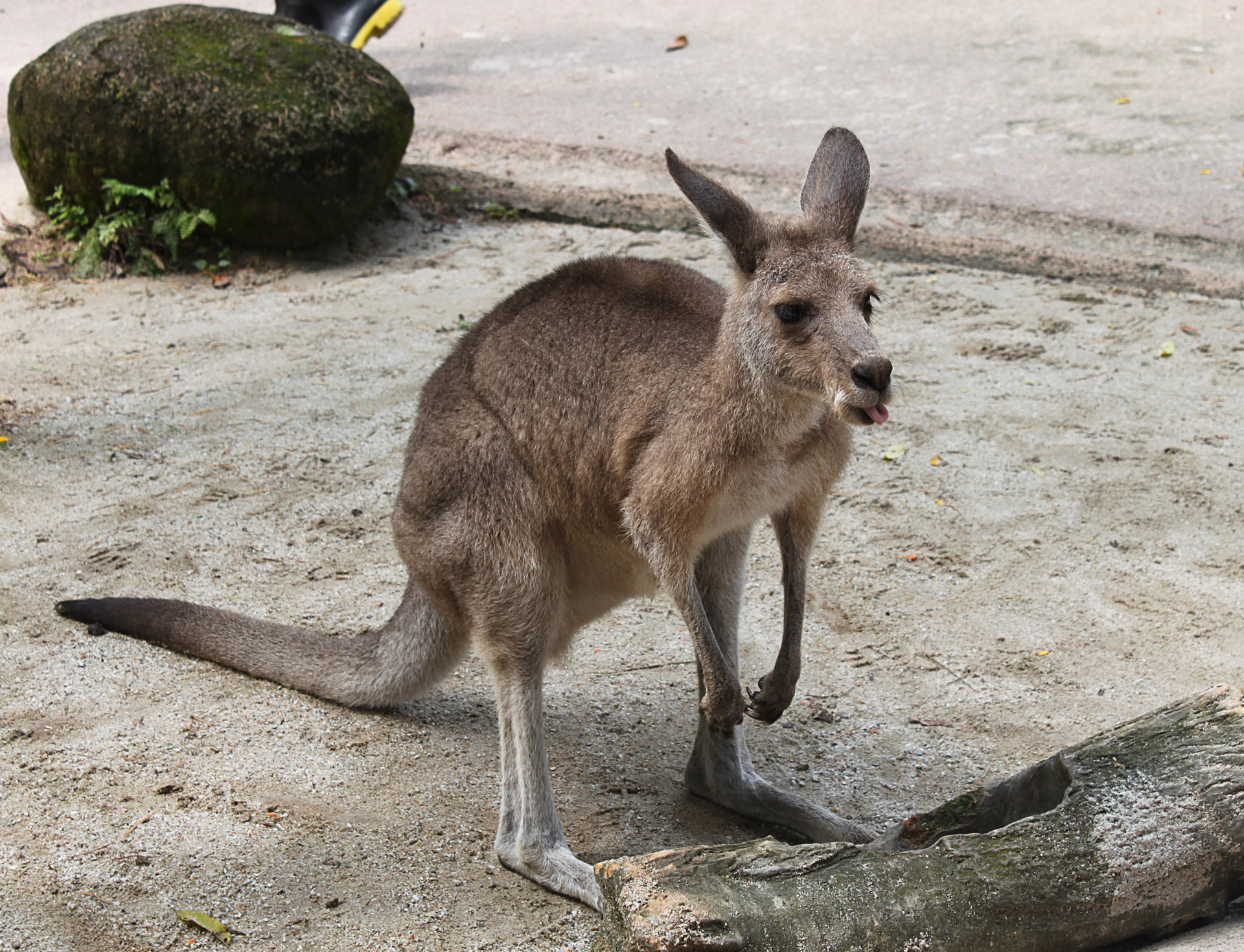 kangaroo stands kangaroo free photo