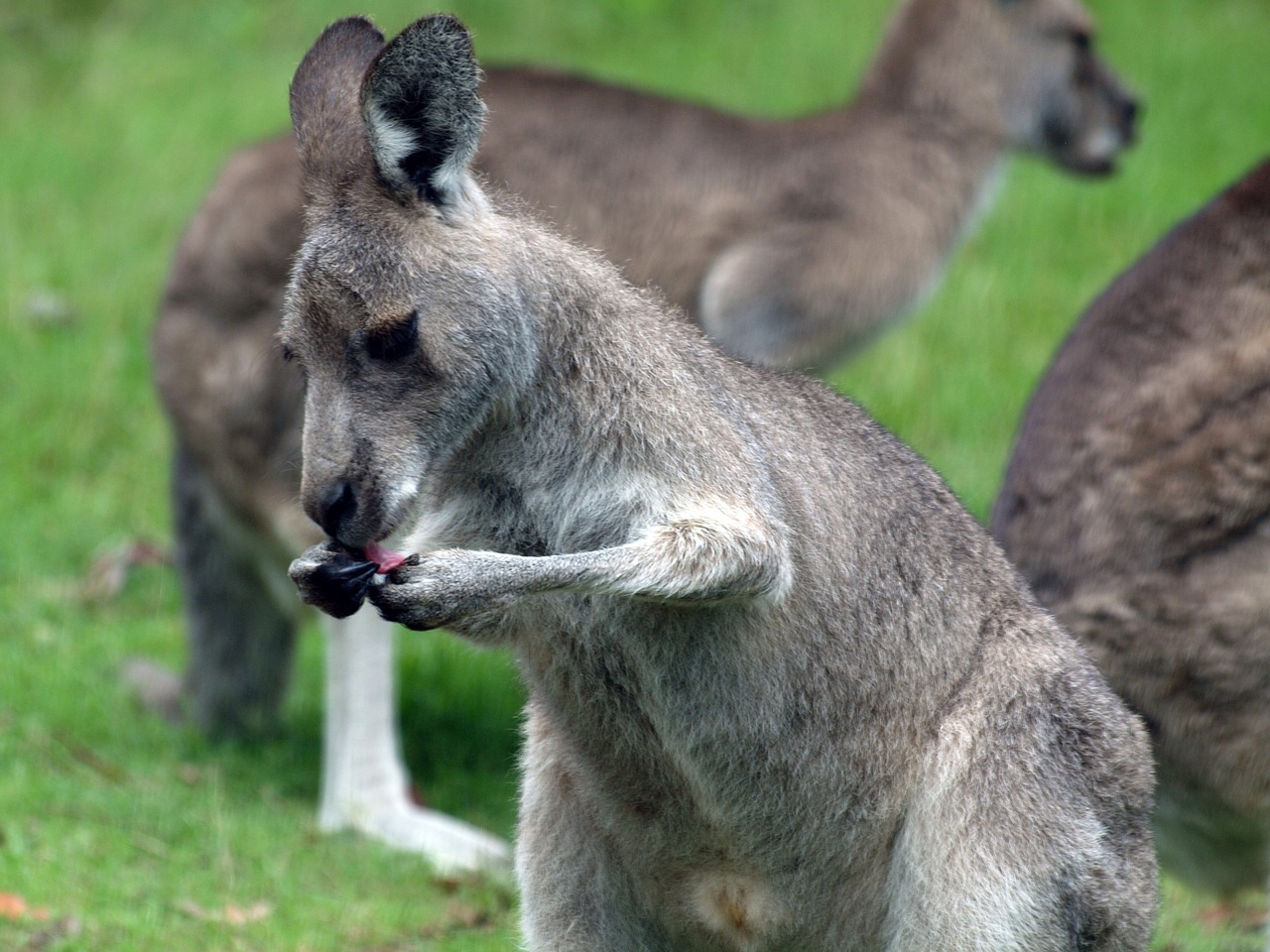 kangaroo roo australia free photo