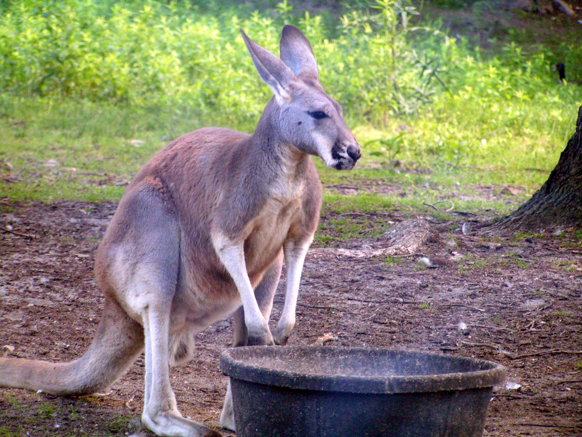 kangaroo zoo habitat free photo