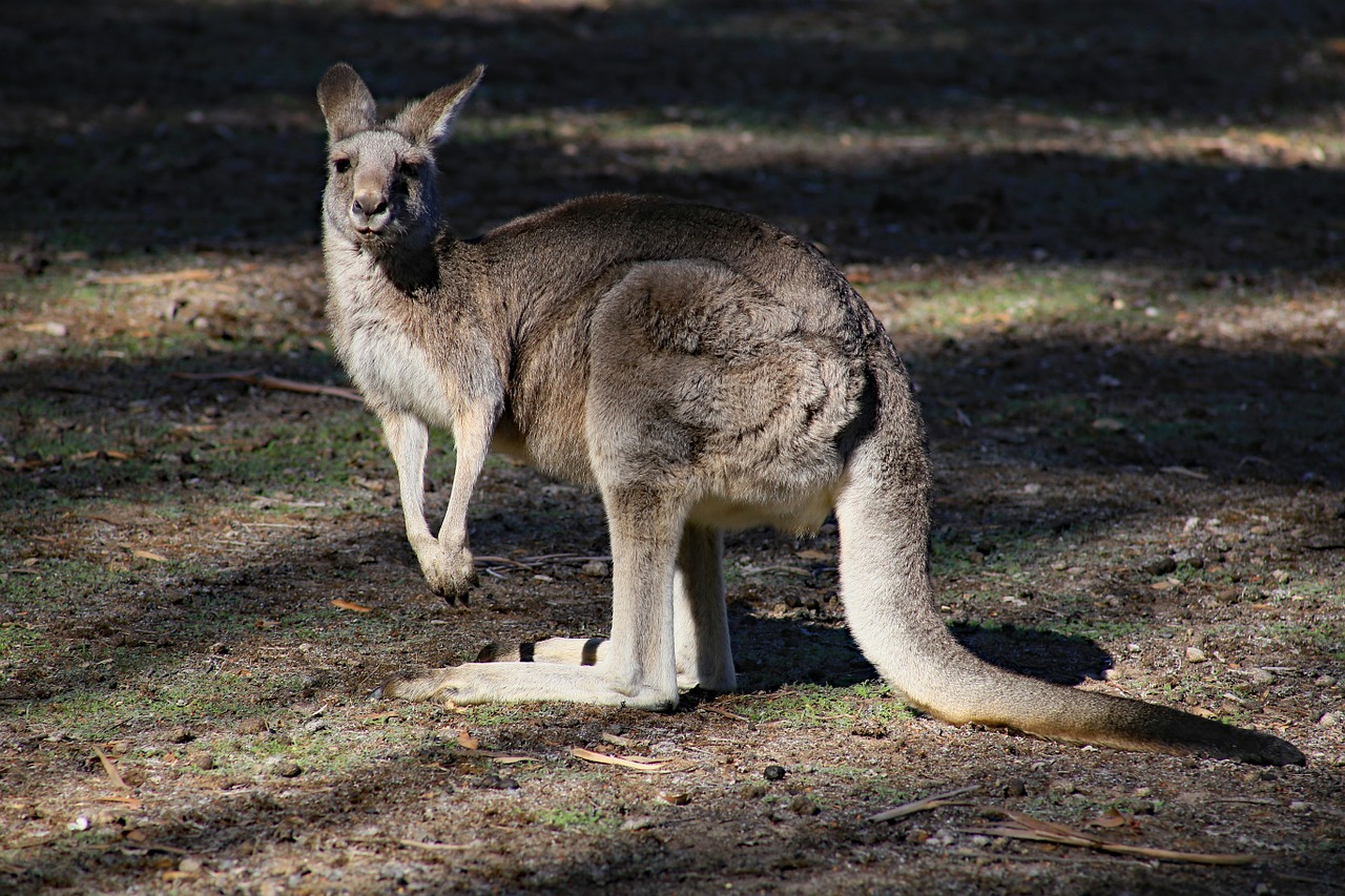 kangaroo australia wildlife free photo