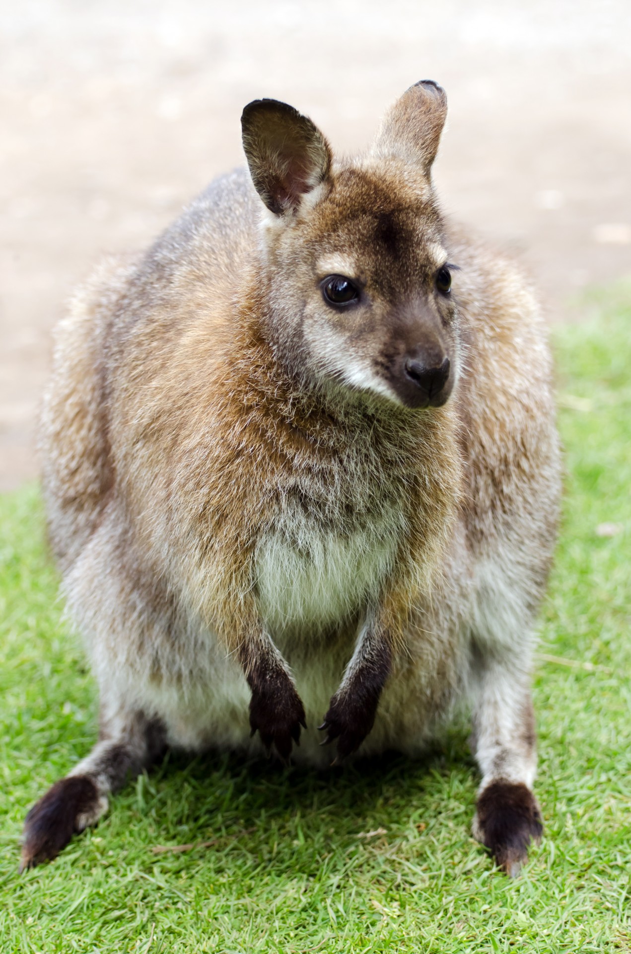 australia park kangaroo free photo