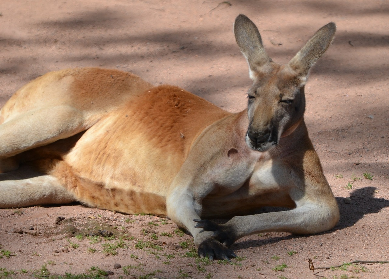 kangaroo boss zoo free photo