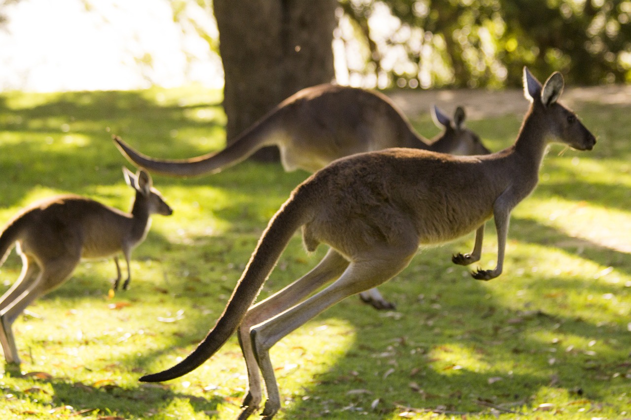 kangaroo australia perth free photo