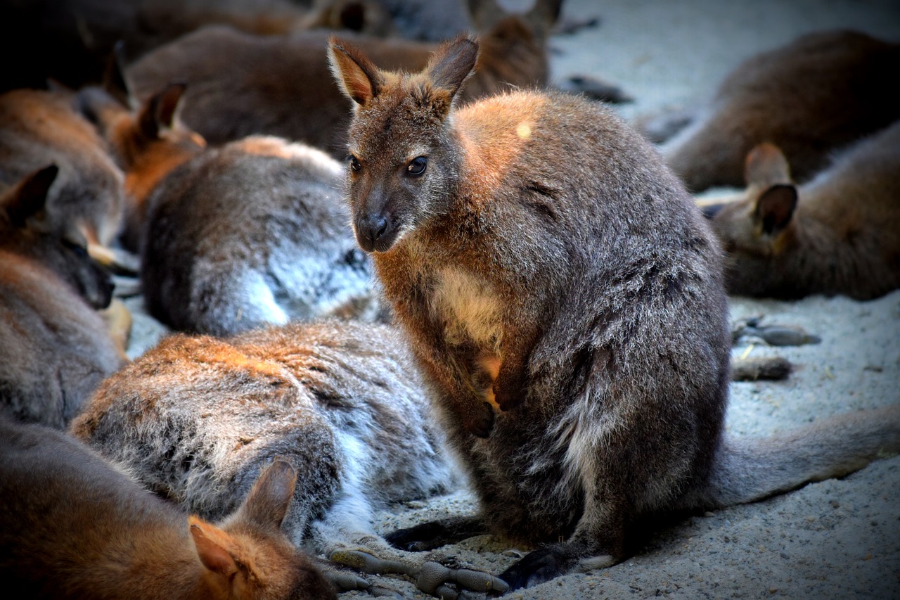 kangaroo purse zoo free photo