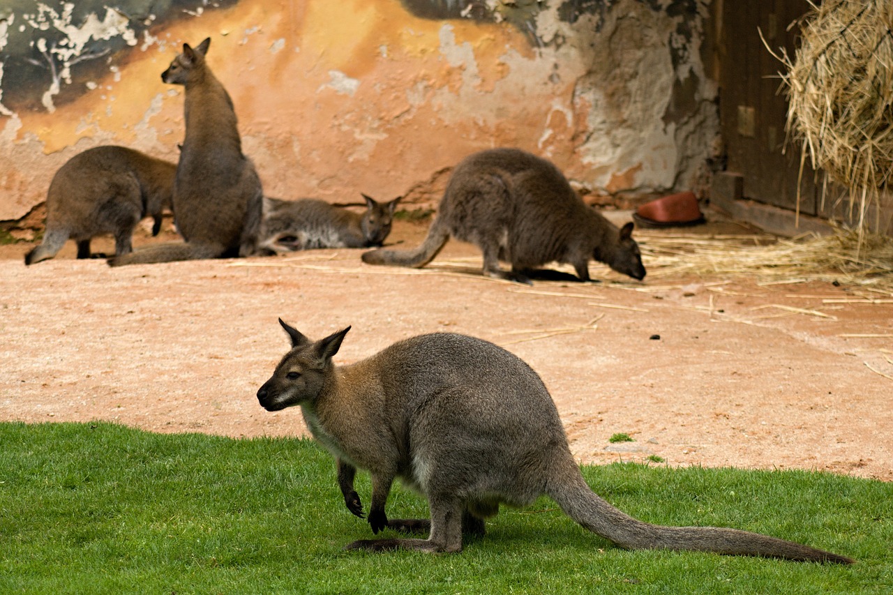 kangaroo kangaroos zoo free photo