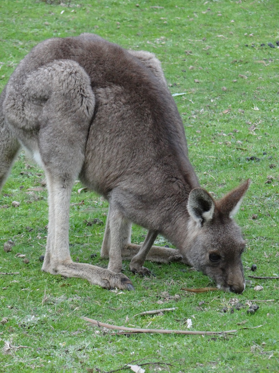 kangaroo grass marsupial free photo