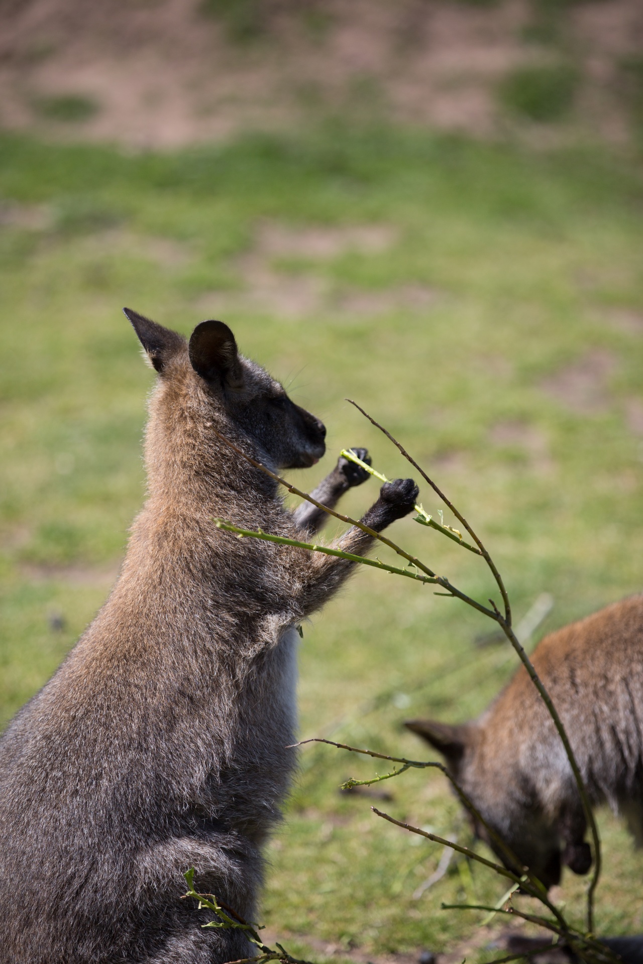 kangaroo wild outdoor free photo