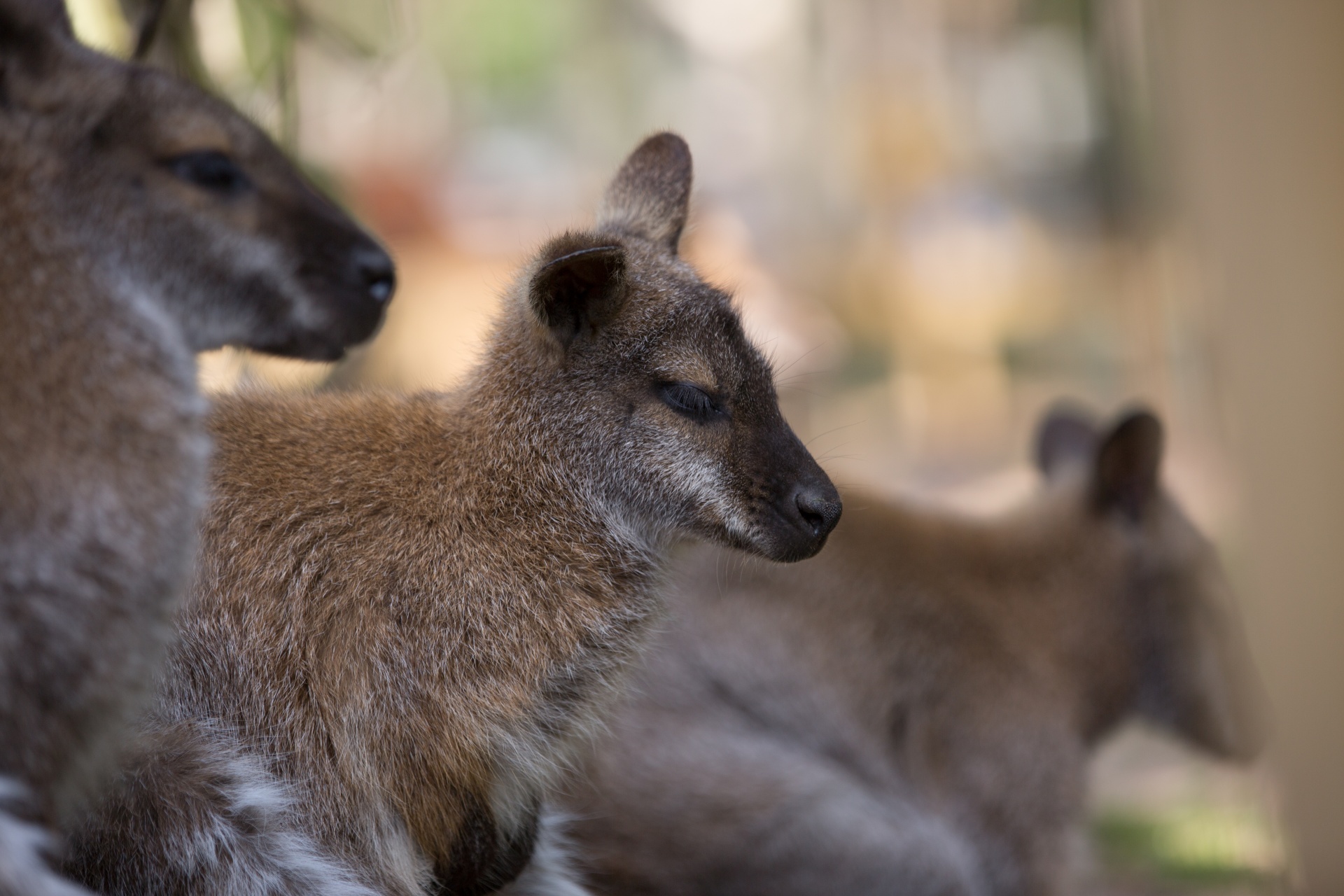 kangaroo wild outdoor free photo