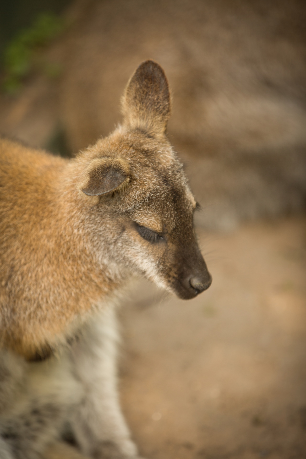 kangaroo wild outdoor free photo
