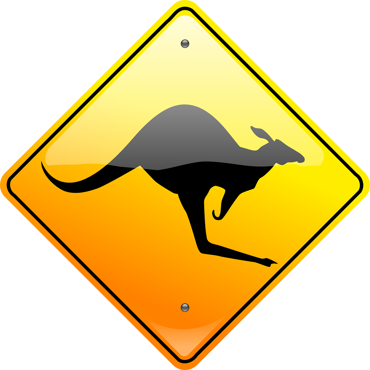 kangaroo australia aussie free photo