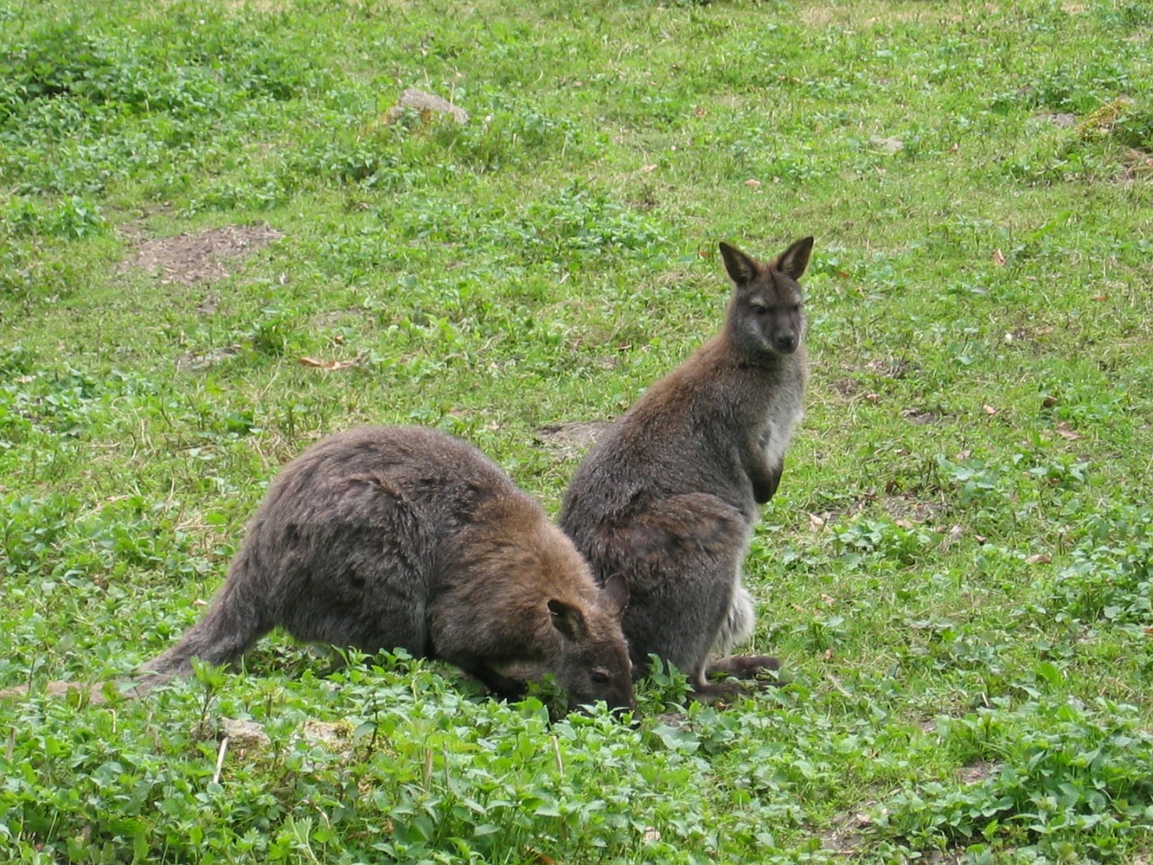 kangaroo wallaby wallabies free photo