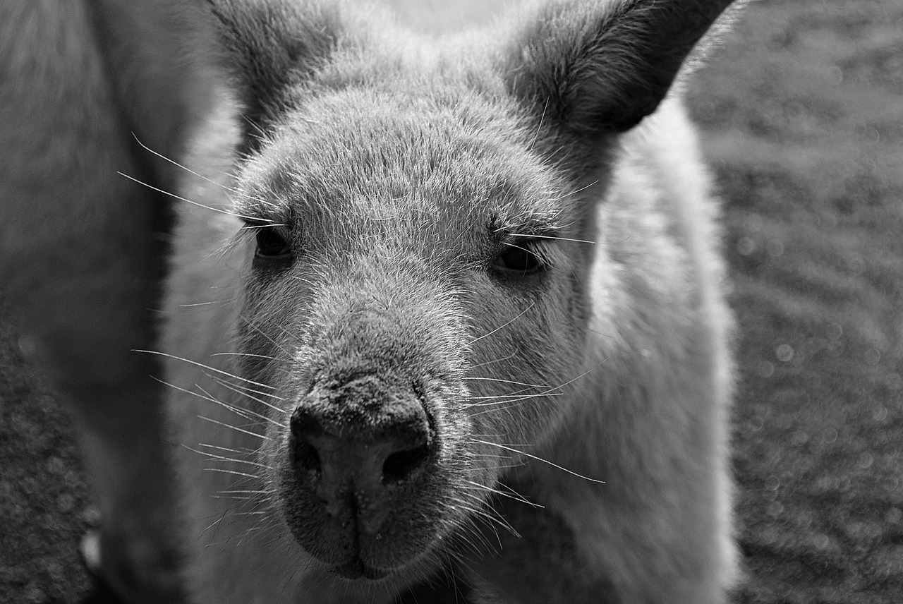 kangaroo nature australia free photo