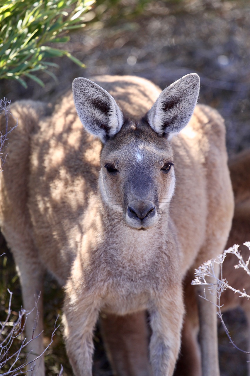 kangaroo australia animal free photo