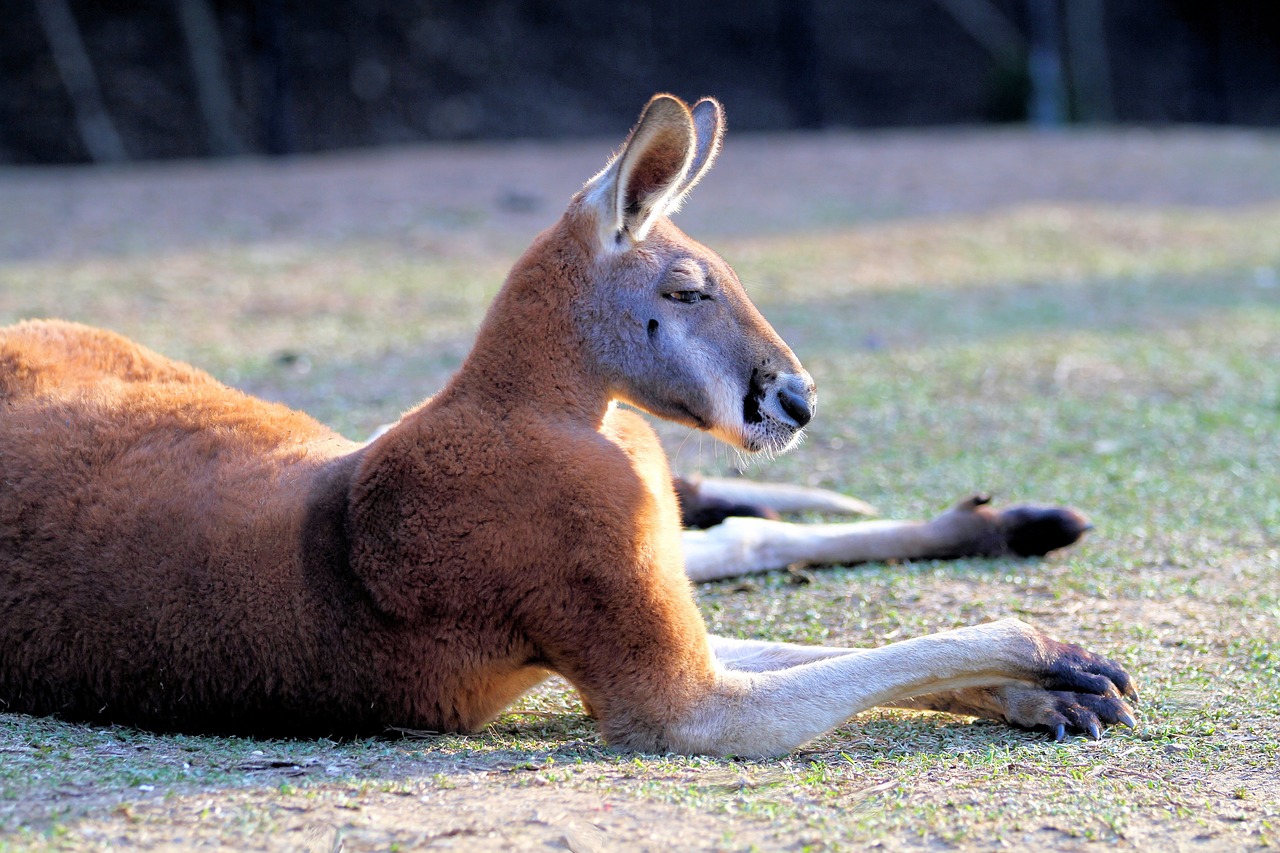 kangaroo red australia free photo