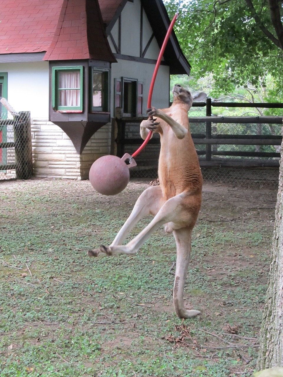 kangaroo playing jumping free photo