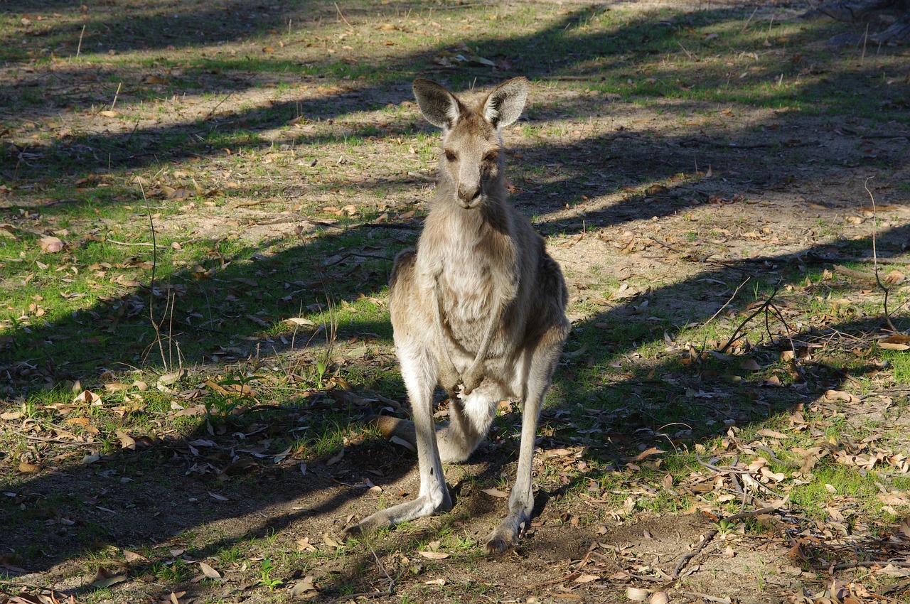 kangaroo animal australian free photo