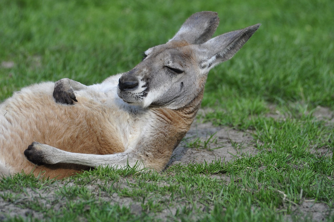kangaroo it lies grass free photo