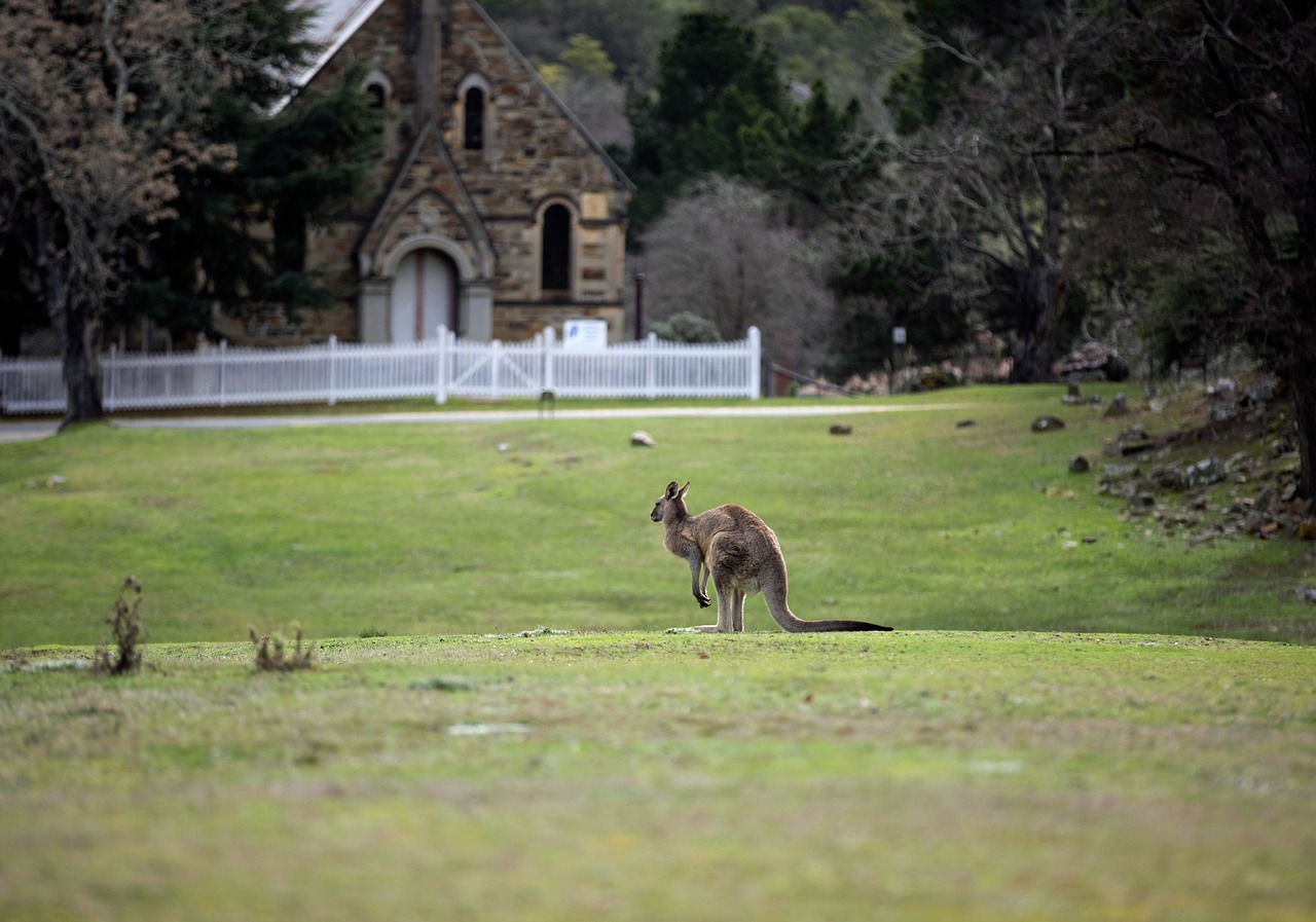 kangaroo church architecture free photo