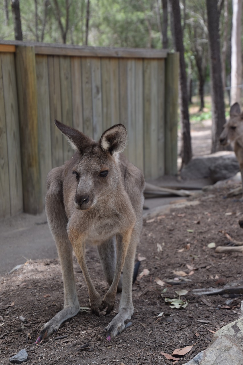 kangaroo australia wildlife free photo