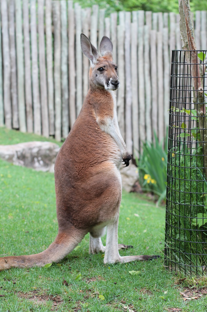 kangaroo zoo tennessee free photo